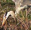 Blauwereiger1400406