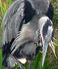 Blauwereiger230806