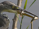 Blauwereiger240807I