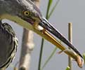 Blauwereiger240807L