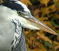 Blauwereiger301006G