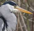 Blauwereiger_brasem291207P