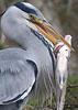 Blauwereiger_brasem291207T