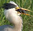 Blauwereiger_kievit130506A