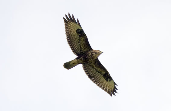 Buizerd170908