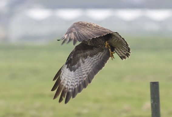 Buizerd201107A