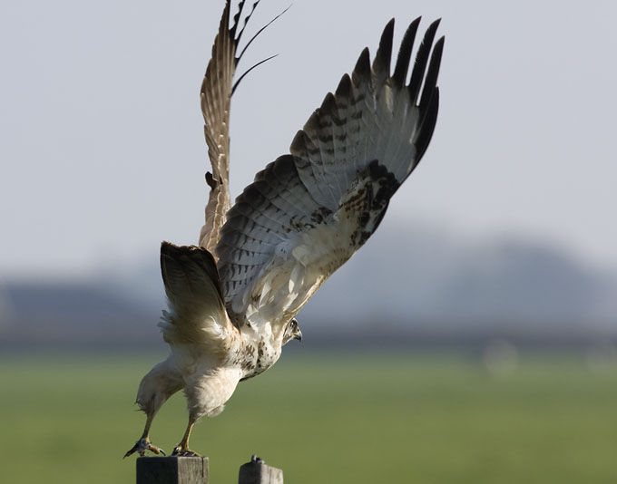 Buizerd291008