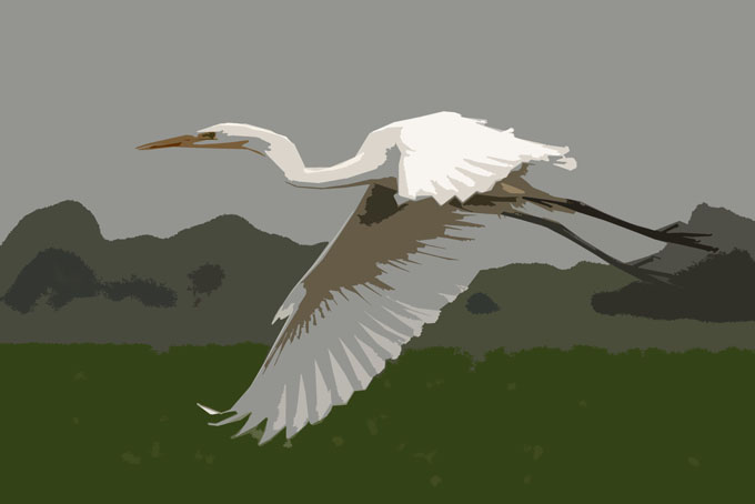 Grotezilverreiger_cutout