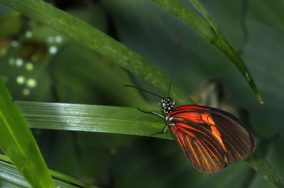 Vlindertuin270808L