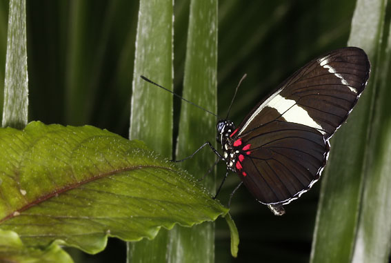 Vlindertuin270808Zc