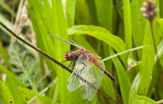 Geelvlekheidelibel020908