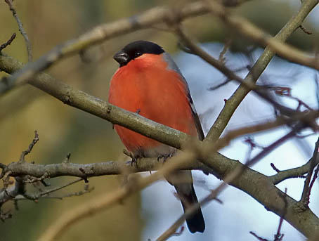 Goudvink_man130106A