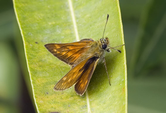 Grootdikkopje060607