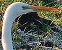 Grotezilverreiger080106