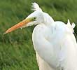 Grotezilverreiger091107