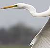 Grotezilverreiger130207A