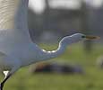 Grotezilverreiger171007