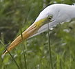 Grotezilverreiger250808