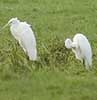 Grotezilverreigers130807