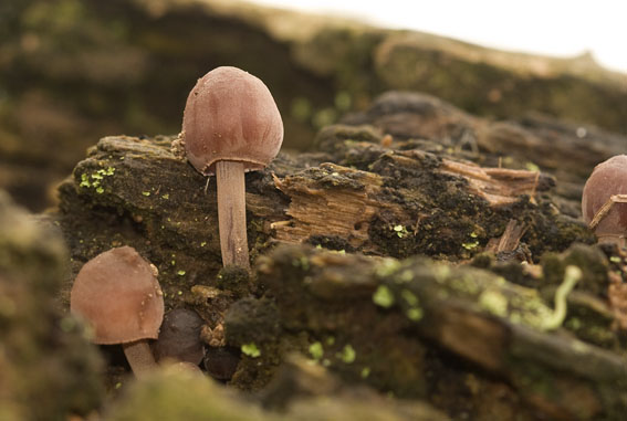 Grotebloedsteelmycena071008