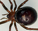 Grotesteatoda030508E