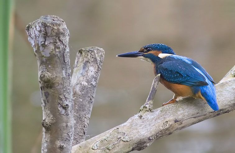 IJsvogel161008