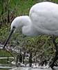 Kleinezilverreiger041206C