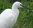 Kleinezilverreiger041206