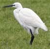 Kleinezilverreiger050207