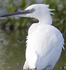 Kleinezilverreiger250808B