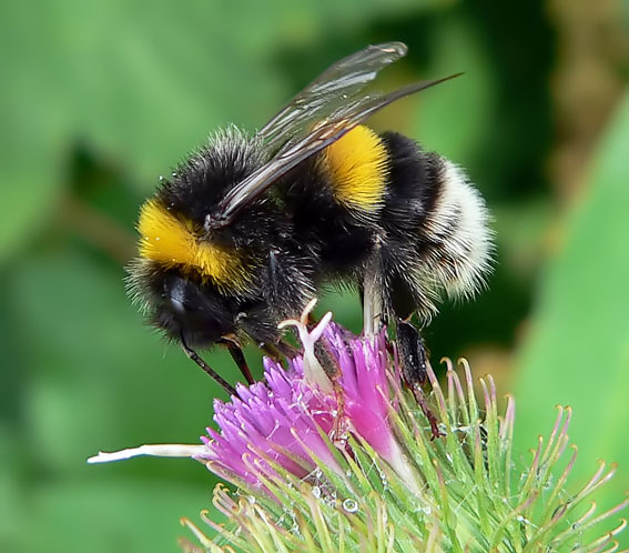 Kleineaardhommel280706