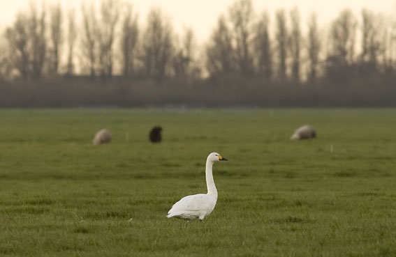 Kleinezwaan021108