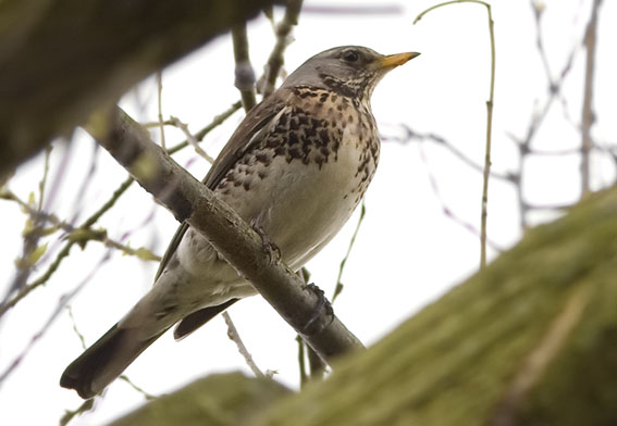 Kramsvogel160408