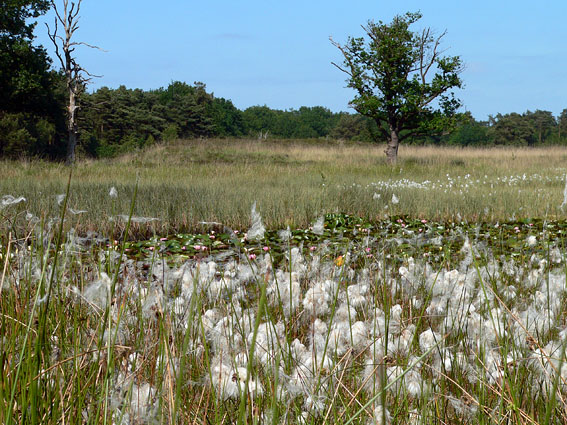 Dwingelderveld170606