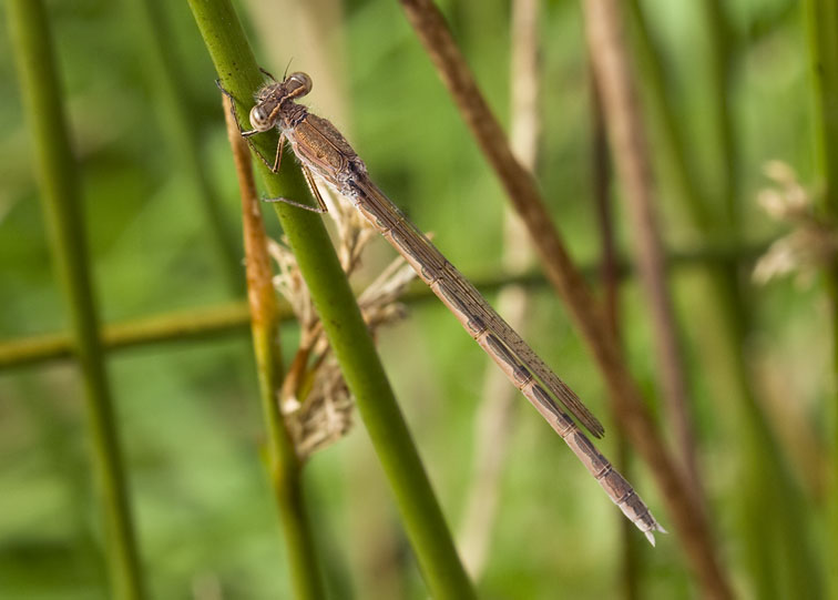 Noordsewinterjuffer100908H