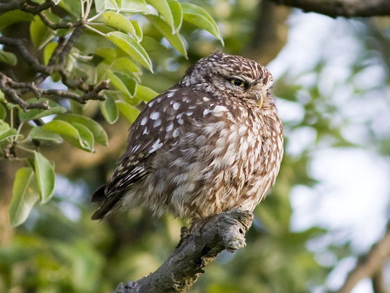 Steenuilen190608E