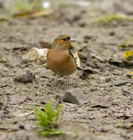 Vink041108