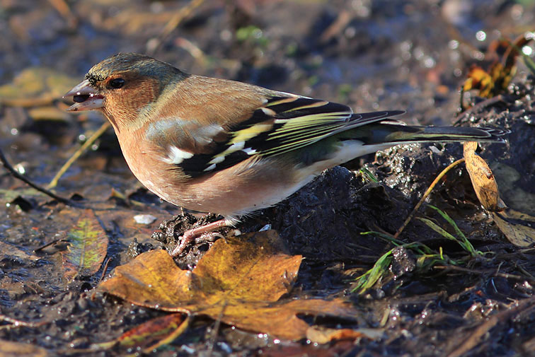 Vink091107F