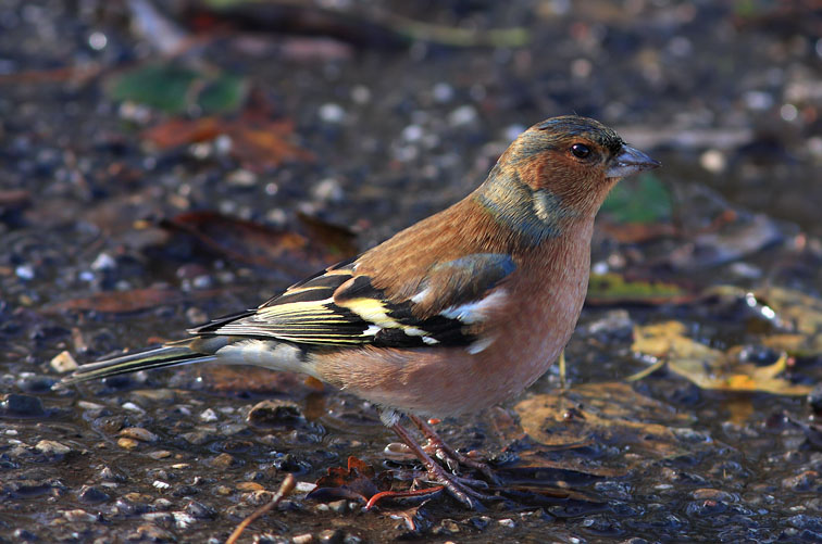 Vink091107G