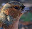 Vink091107G