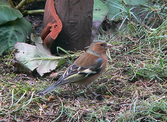 Vink110206