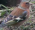 Vink110206