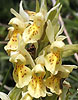 Gelevlierorchis080608A