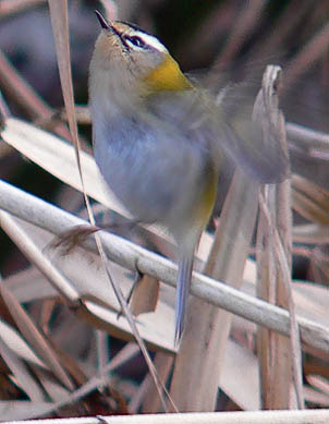 Vuurgoudhaan090106A