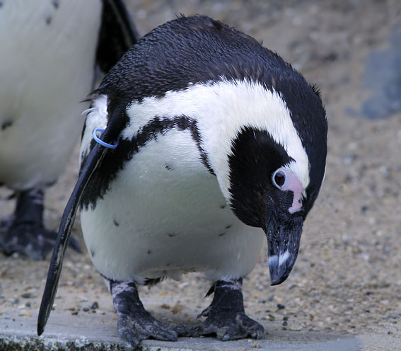 Zwartvoetpinguin030407