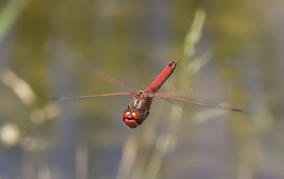 Zwervendeheidelibel150607D