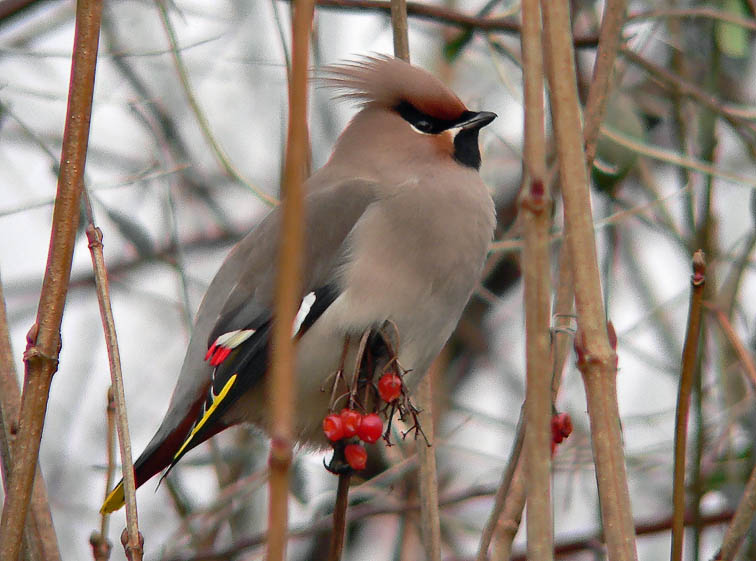 Pestvogel060106B