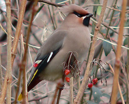 Pestvogel060106H