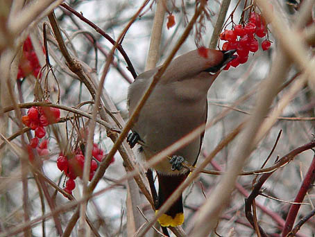 Pestvogel060106T