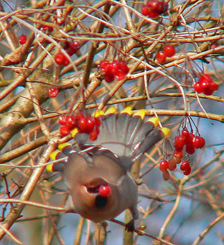 Pestvogel210305C